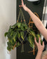 Plant Hanger